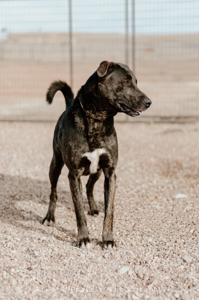 Finn, an adoptable Cattle Dog in Hot Springs, SD, 57747 | Photo Image 2