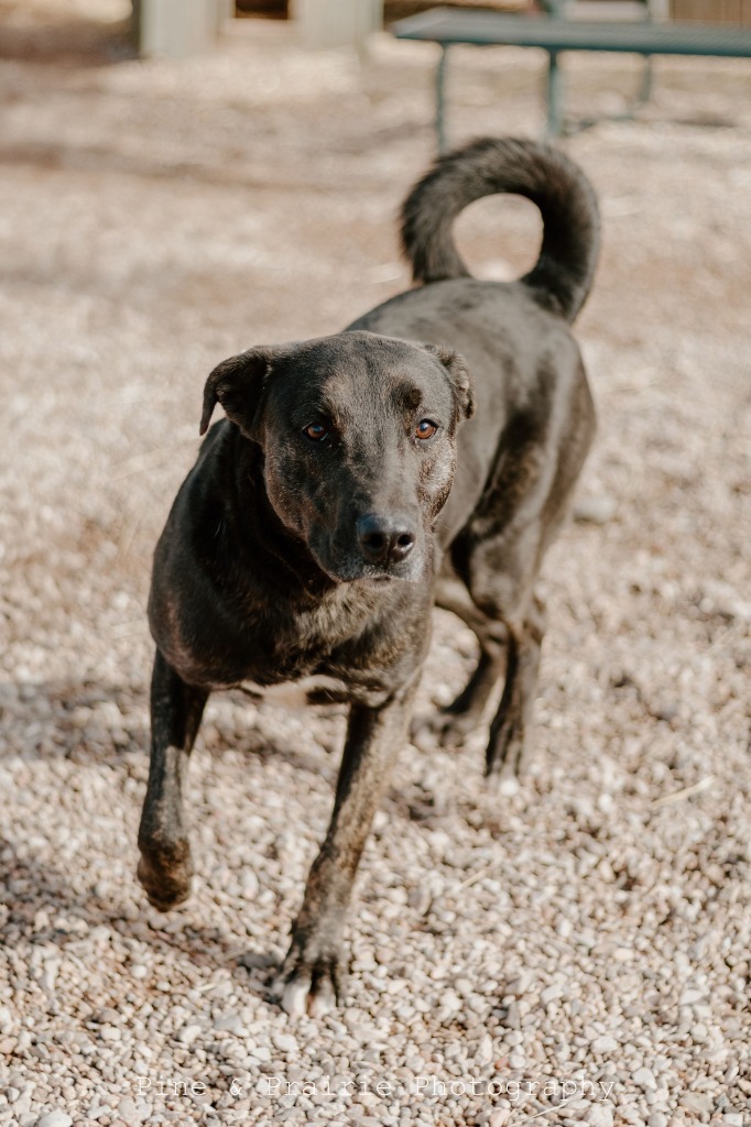 Finn, an adoptable Cattle Dog in Hot Springs, SD, 57747 | Photo Image 3