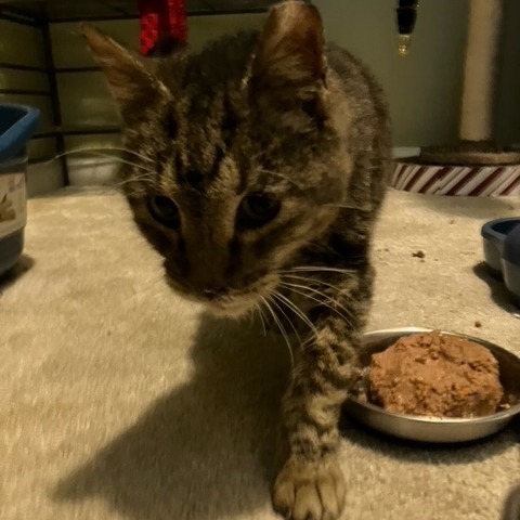 Charlie 1