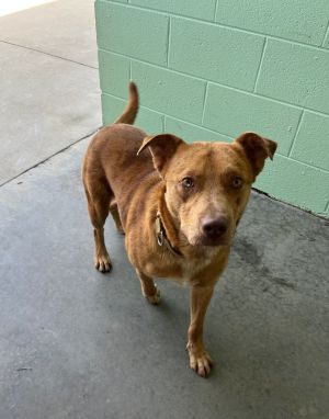 Diego, Adult Male Australian Cattle Dog / Blue Heeler