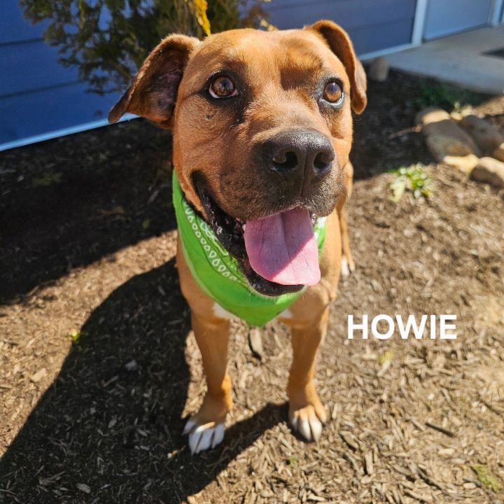 Howie 4