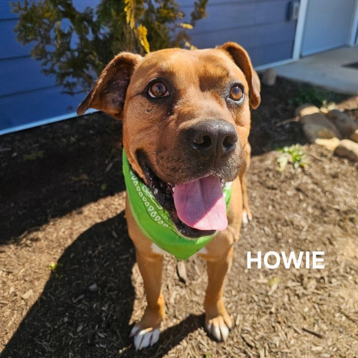 Howie 6