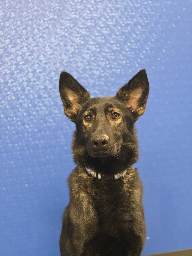 Kenai, an adoptable Mixed Breed in Minot, ND, 58702 | Photo Image 1