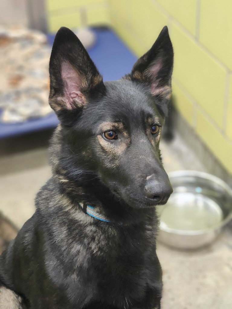 Kenai, an adoptable Mixed Breed in Minot, ND, 58702 | Photo Image 2