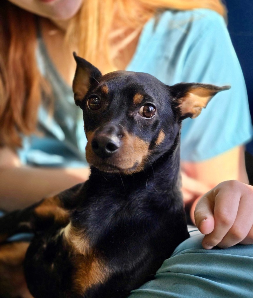 Benji, an adoptable Mixed Breed in Minot, ND, 58702 | Photo Image 1