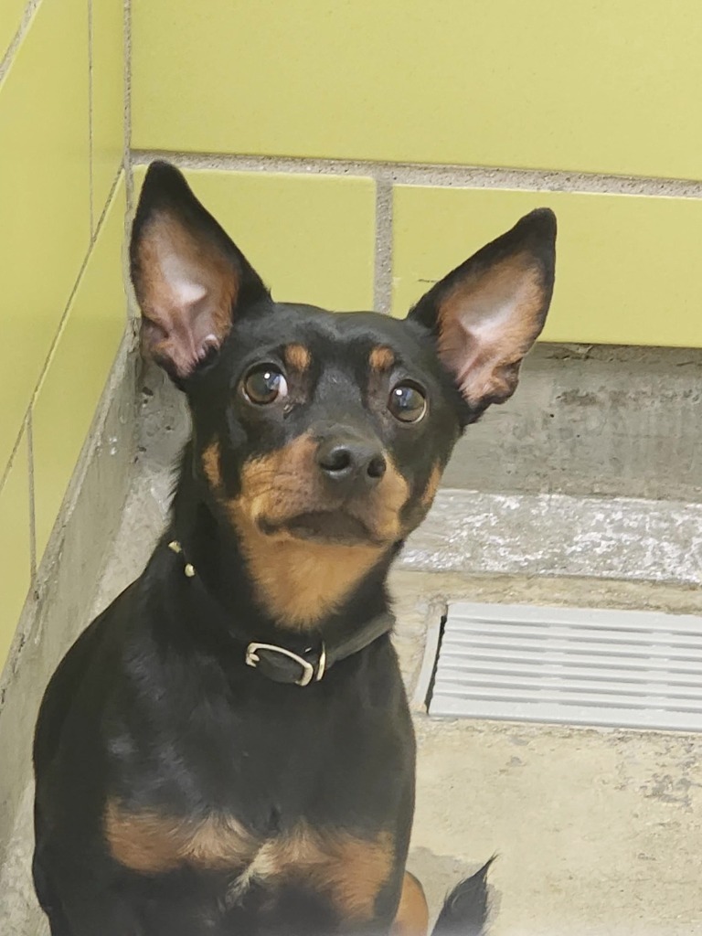 Benji, an adoptable Mixed Breed in Minot, ND, 58702 | Photo Image 2