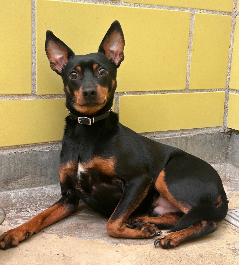 Benji, an adoptable Mixed Breed in Minot, ND, 58702 | Photo Image 3