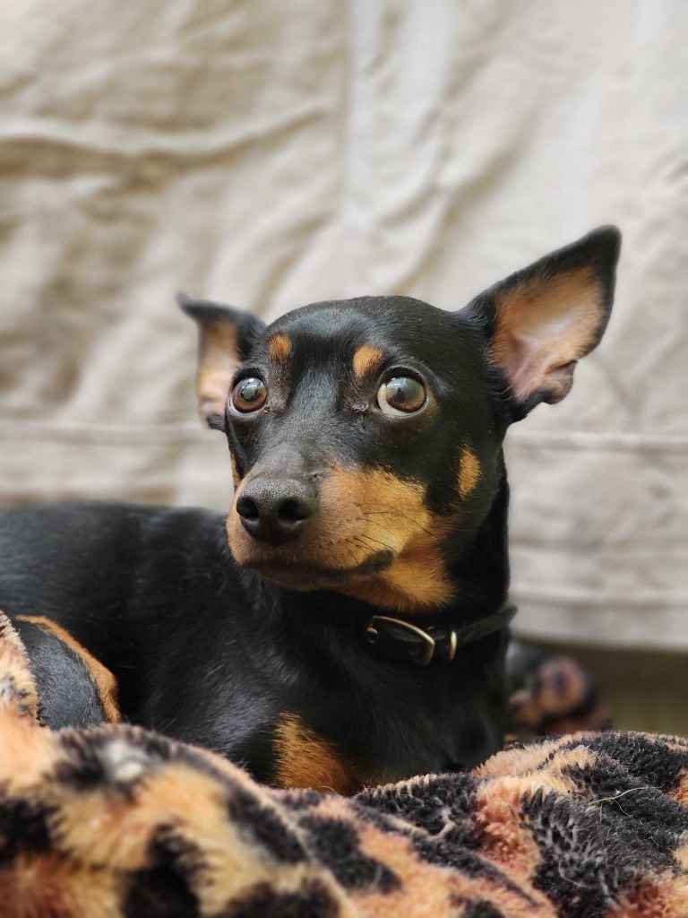 Benji, an adoptable Mixed Breed in Minot, ND, 58702 | Photo Image 4