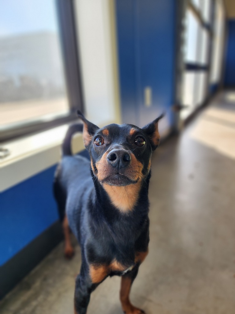 Benji, an adoptable Mixed Breed in Minot, ND, 58702 | Photo Image 5