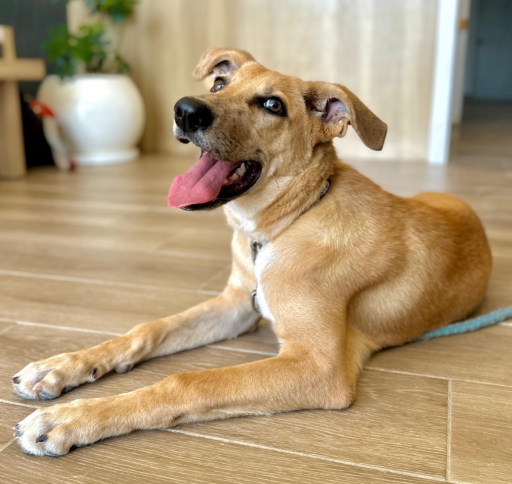 Pancha, an adoptable Labrador Retriever in San Juan de Abajo, NAY, 63732 | Photo Image 1