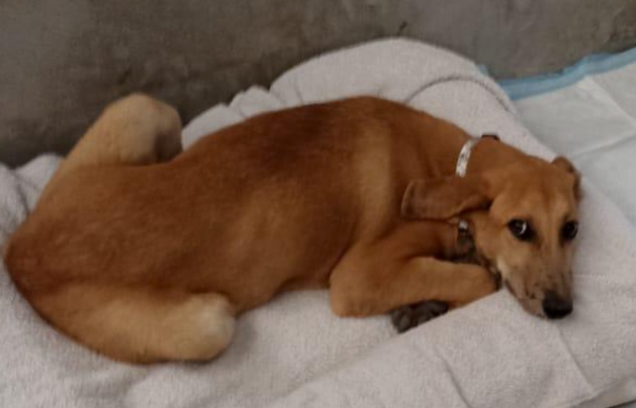 Pancha, an adoptable Labrador Retriever in San Juan de Abajo, NAY, 63732 | Photo Image 2