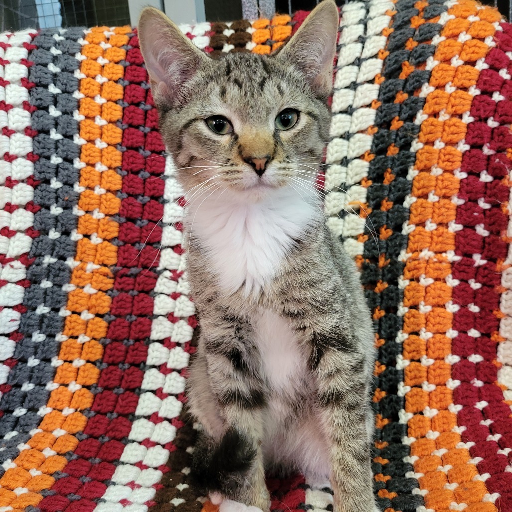 Don Juan, an adoptable Domestic Short Hair in Park Falls, WI, 54552 | Photo Image 1
