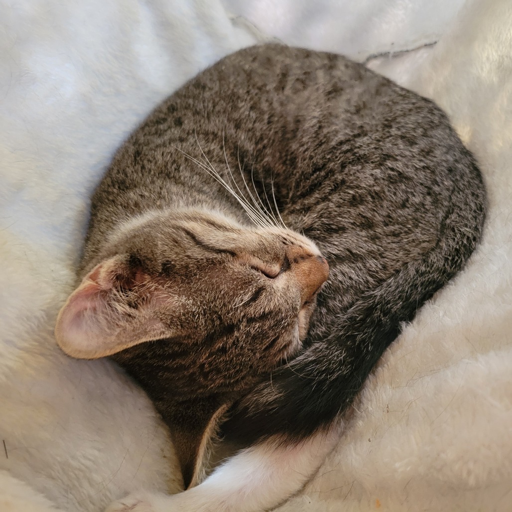 Don Juan, an adoptable Domestic Short Hair in Park Falls, WI, 54552 | Photo Image 2