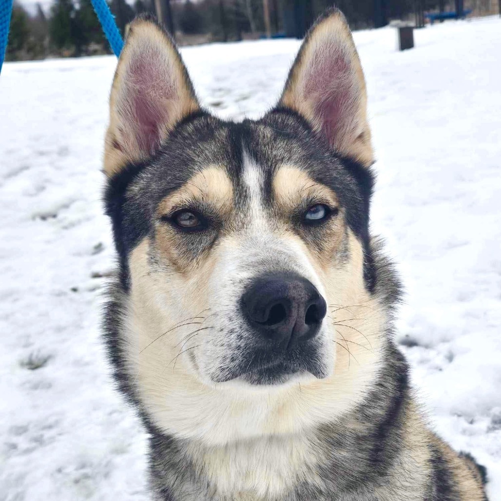 Max, an adoptable Husky in Park Falls, WI, 54552 | Photo Image 1