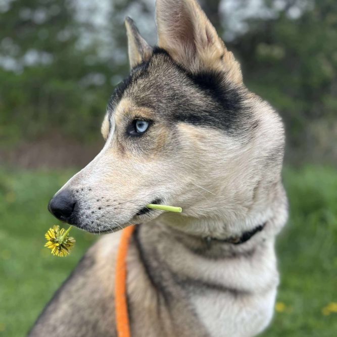 Max
