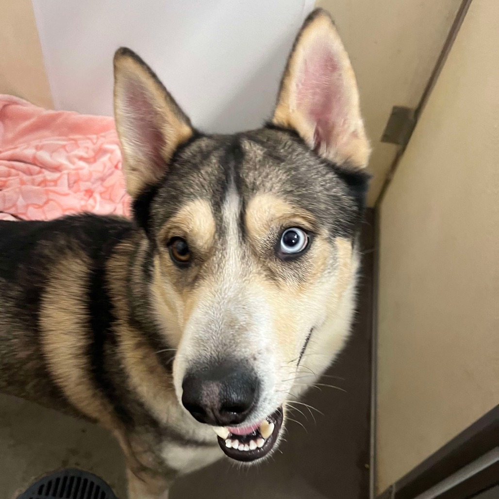 Max, an adoptable Husky in Park Falls, WI, 54552 | Photo Image 2