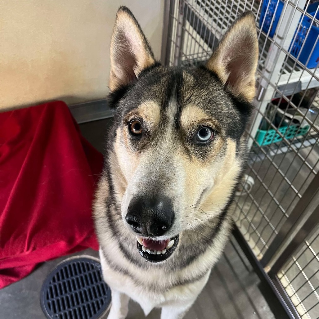 Max, an adoptable Husky in Park Falls, WI, 54552 | Photo Image 3
