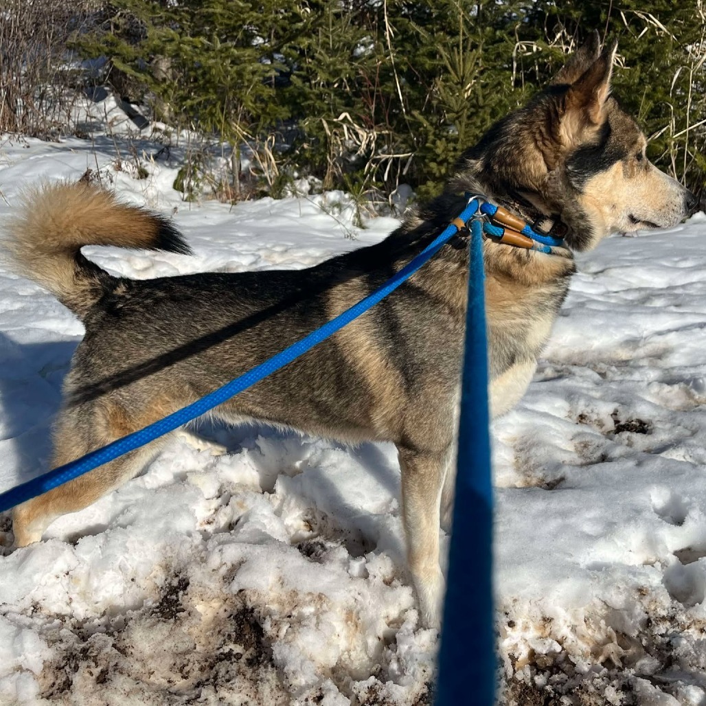 Max, an adoptable Husky in Park Falls, WI, 54552 | Photo Image 4
