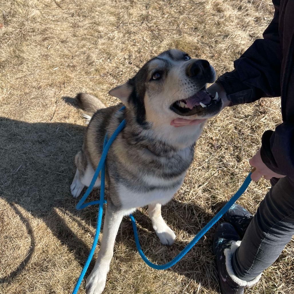Max, an adoptable Husky in Park Falls, WI, 54552 | Photo Image 5