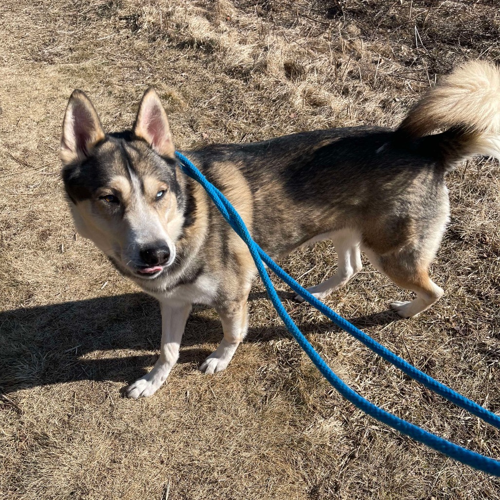 Max, an adoptable Husky in Park Falls, WI, 54552 | Photo Image 6