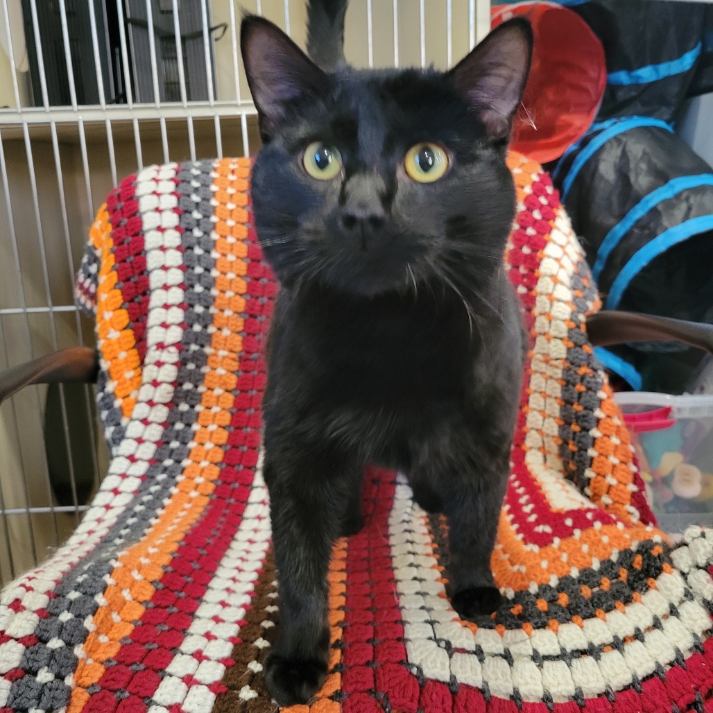 Thackery Binx, an adoptable Domestic Short Hair in Park Falls, WI, 54552 | Photo Image 1