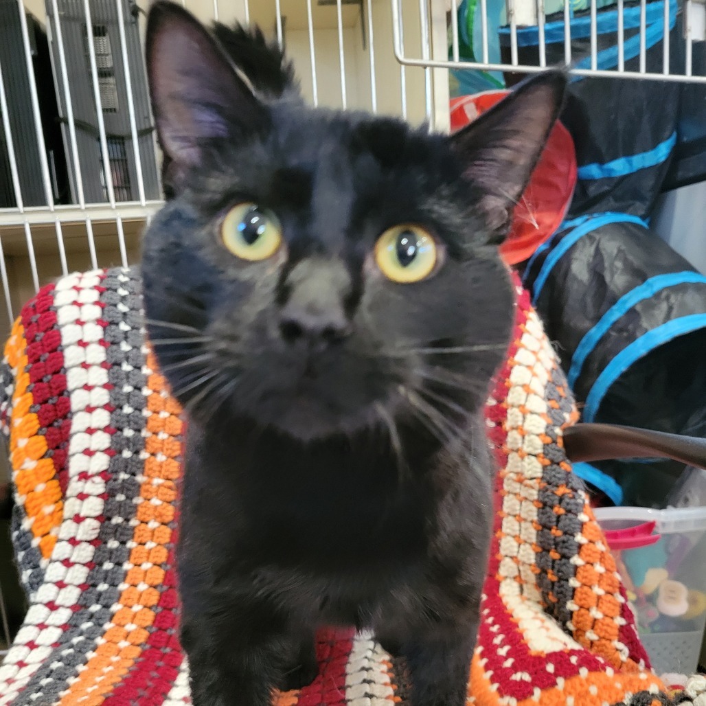 Thackery Binx, an adoptable Domestic Short Hair in Park Falls, WI, 54552 | Photo Image 2