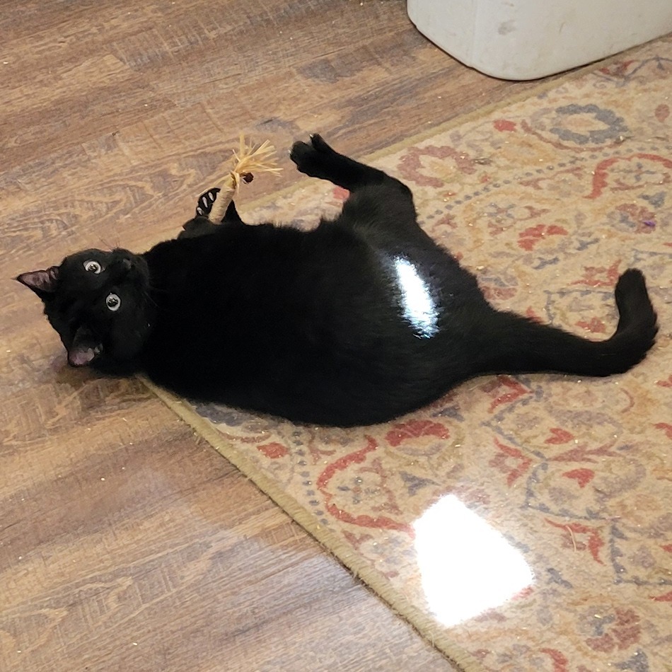 Thackery Binx, an adoptable Domestic Short Hair in Park Falls, WI, 54552 | Photo Image 3