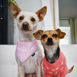 Holly (bonded to Donner), Adult Female unknown