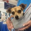 Holly (bonded to Donner) photo 6