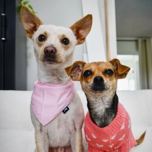 Donner (bonded to Holly)