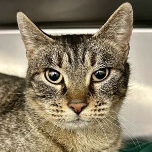 Sadie, Adult Female unknown