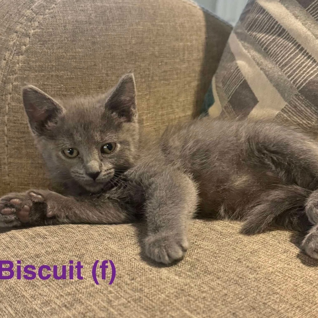 Biscuits