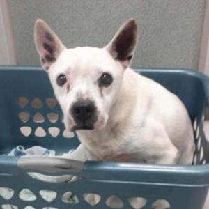 Dove, Senior Female unknown