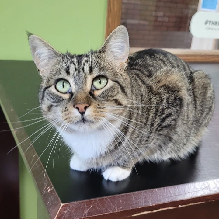 Cat-alyst 1