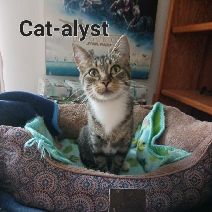 Cat-alyst 2