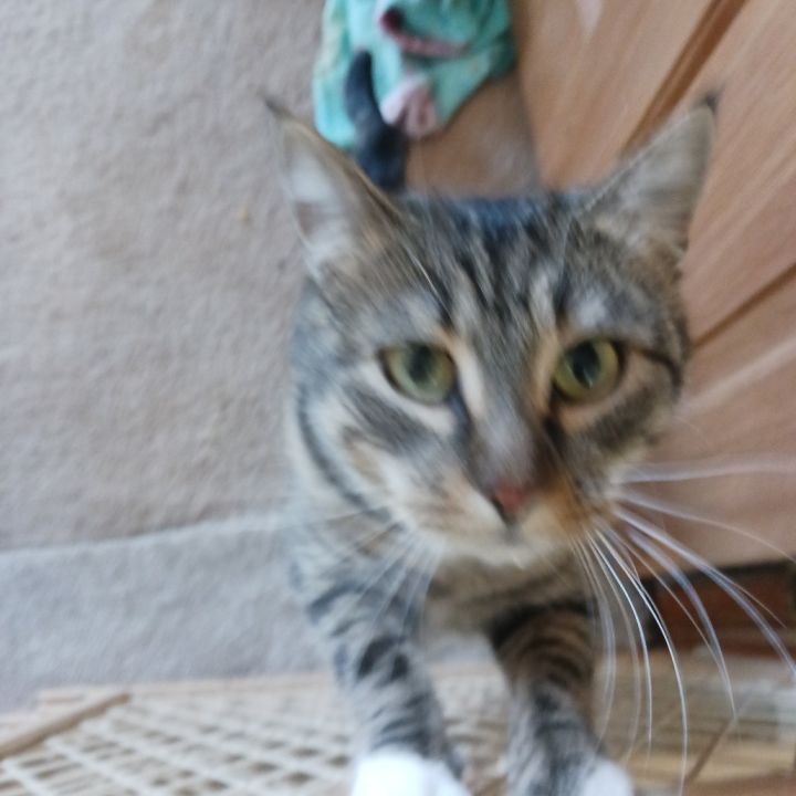 Cat-alyst 3