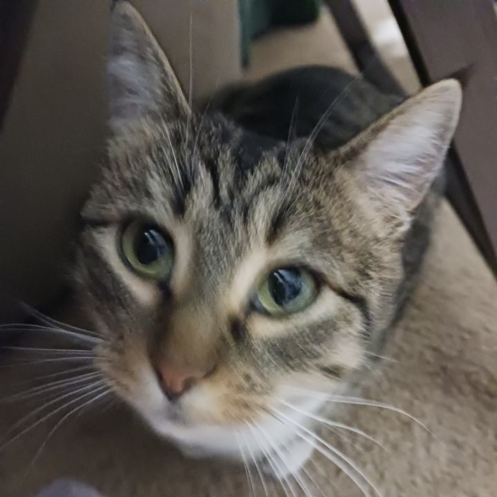 Cat-alyst 4