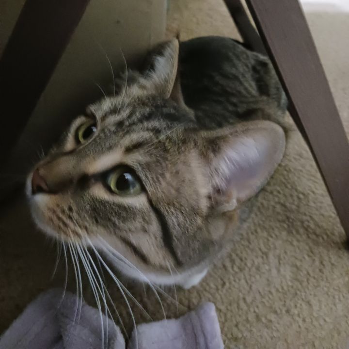 Cat-alyst 5