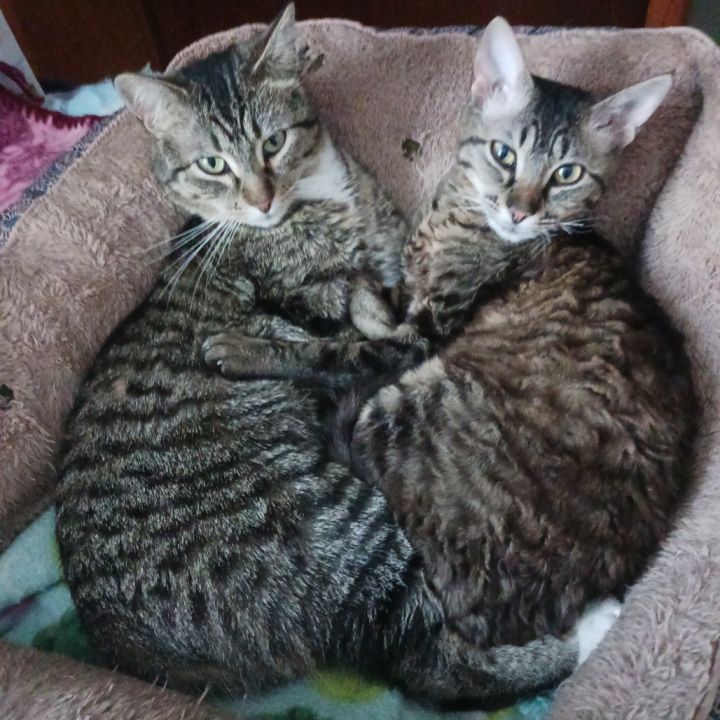 Cat-alyst 6