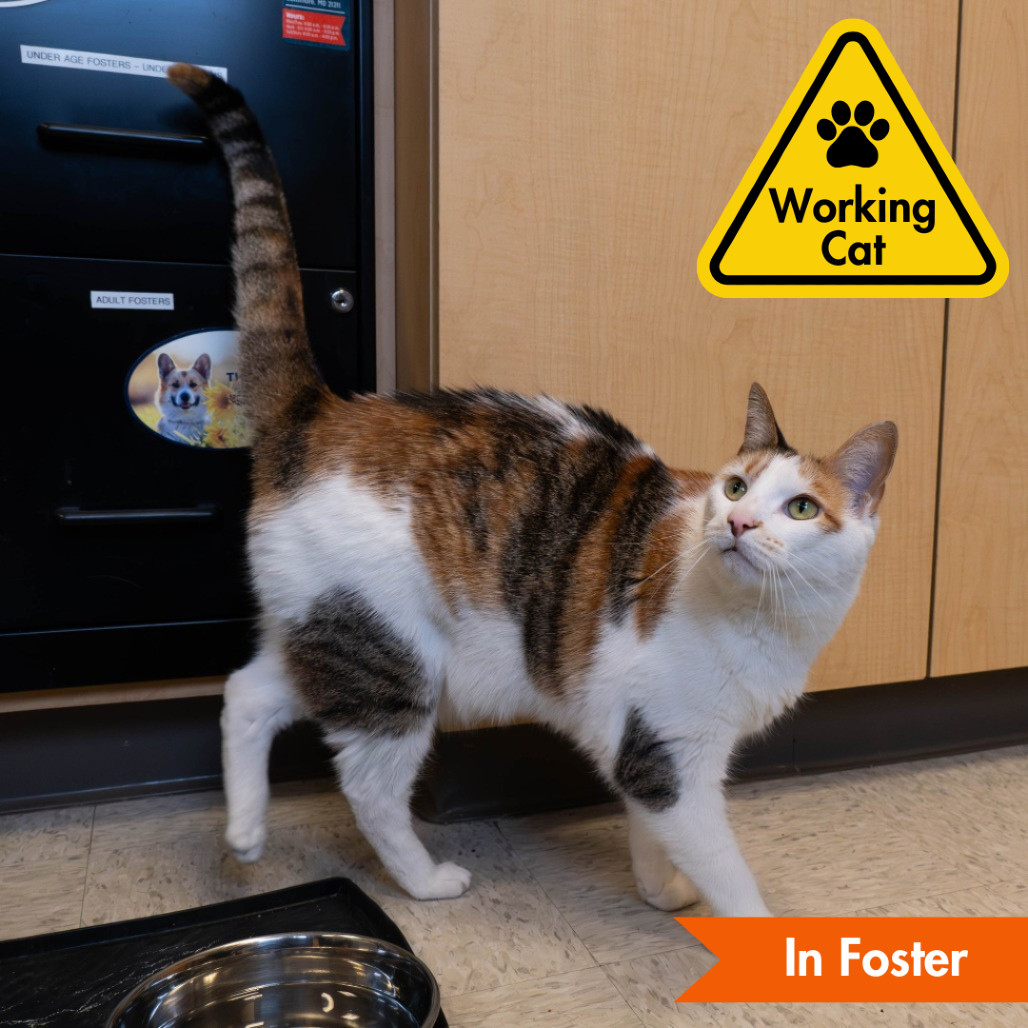 Shayla - Working Cat