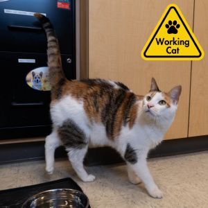 Shayla - Working Cat