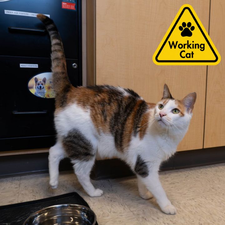 Shayla - Working Cat 1
