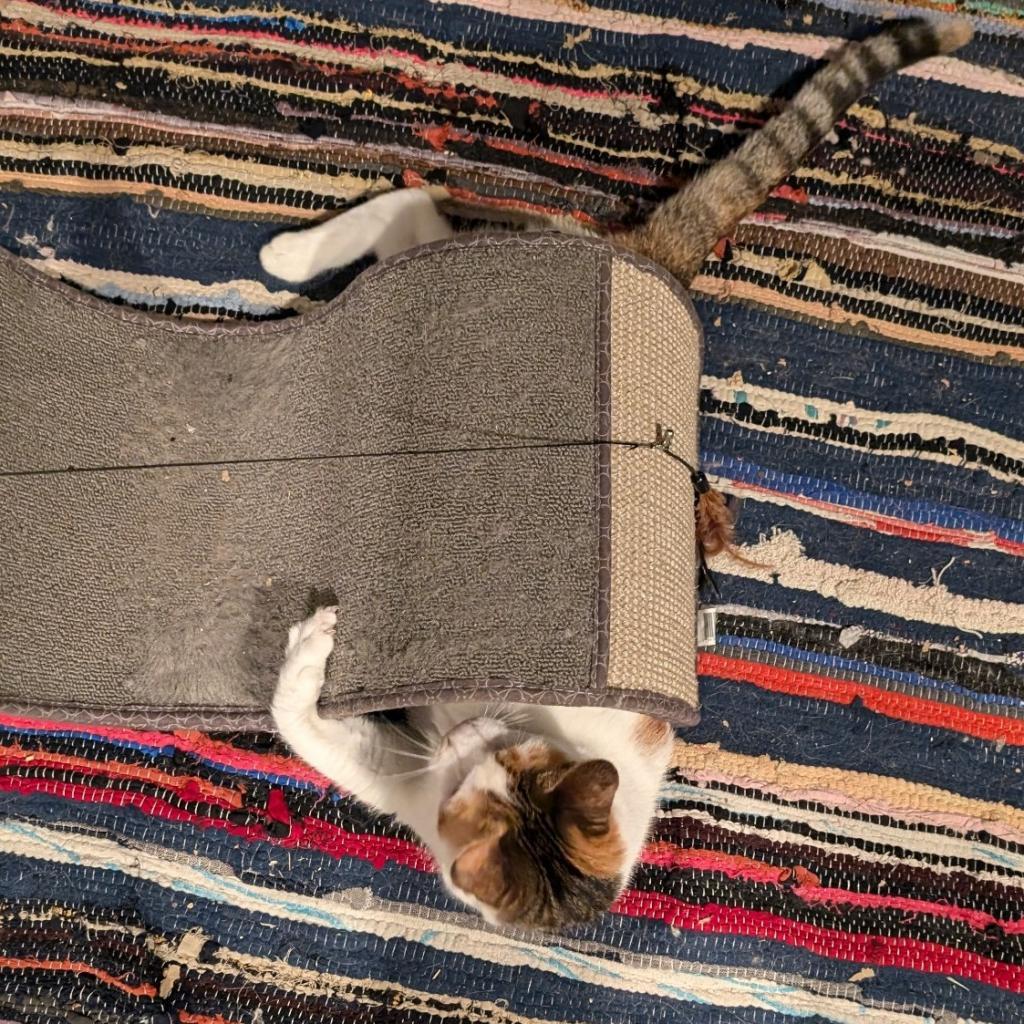 Shayla - Working Cat