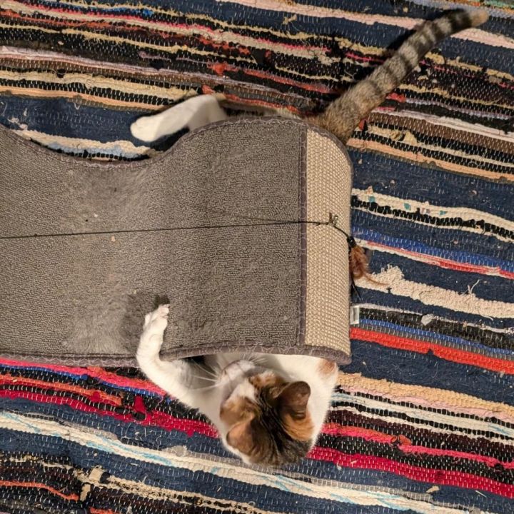 Shayla - Working Cat 2
