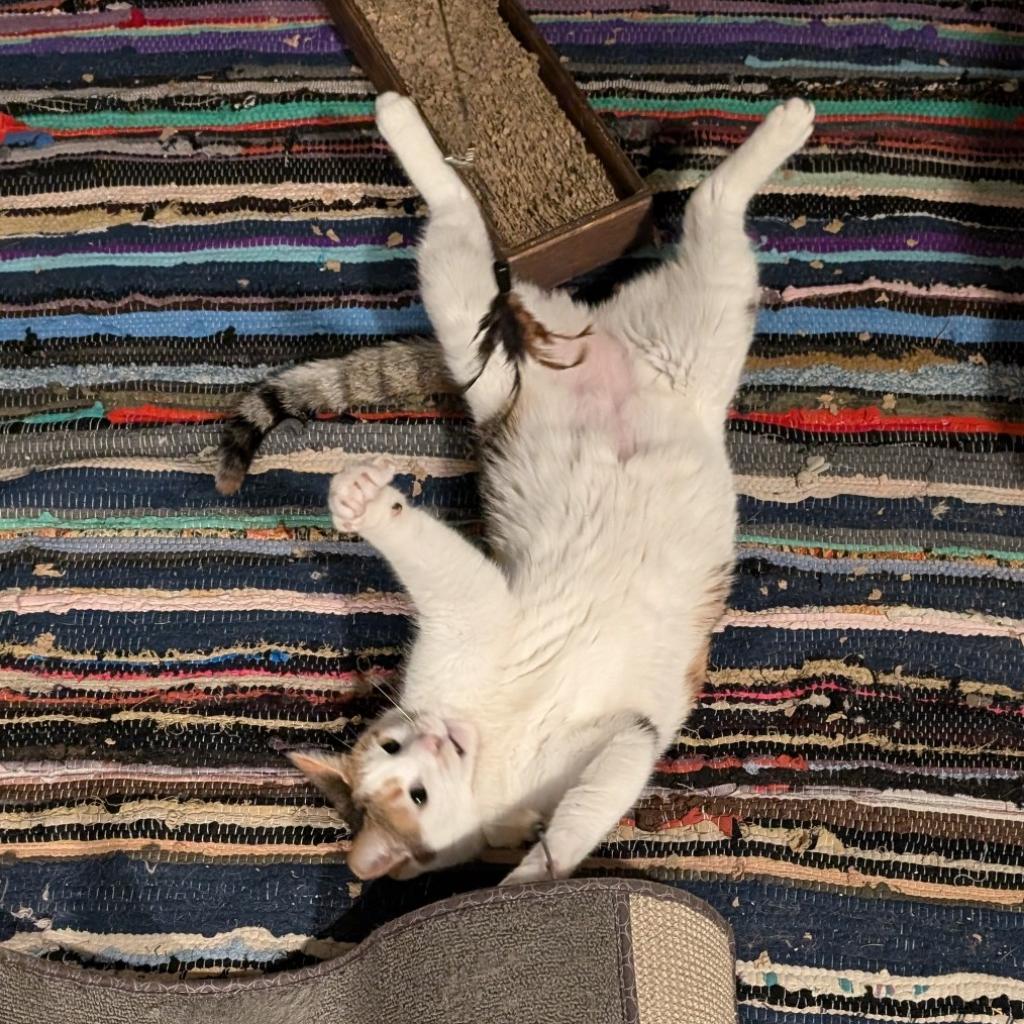 Shayla - Working Cat