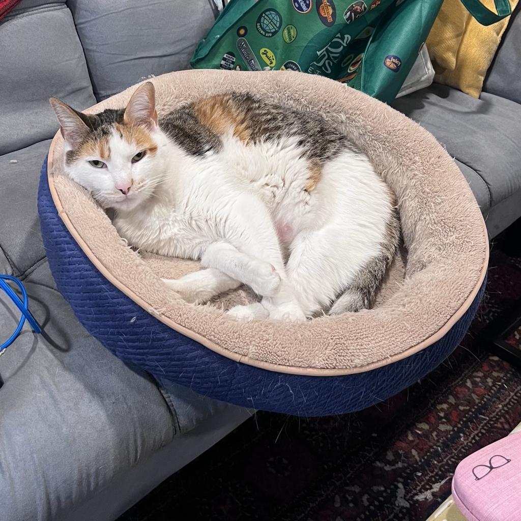 Shayla - Working Cat