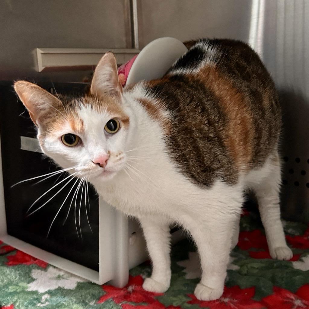 Shayla - Working Cat