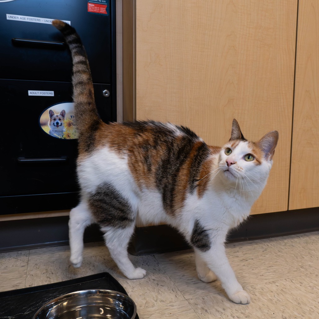Shayla - Working Cat