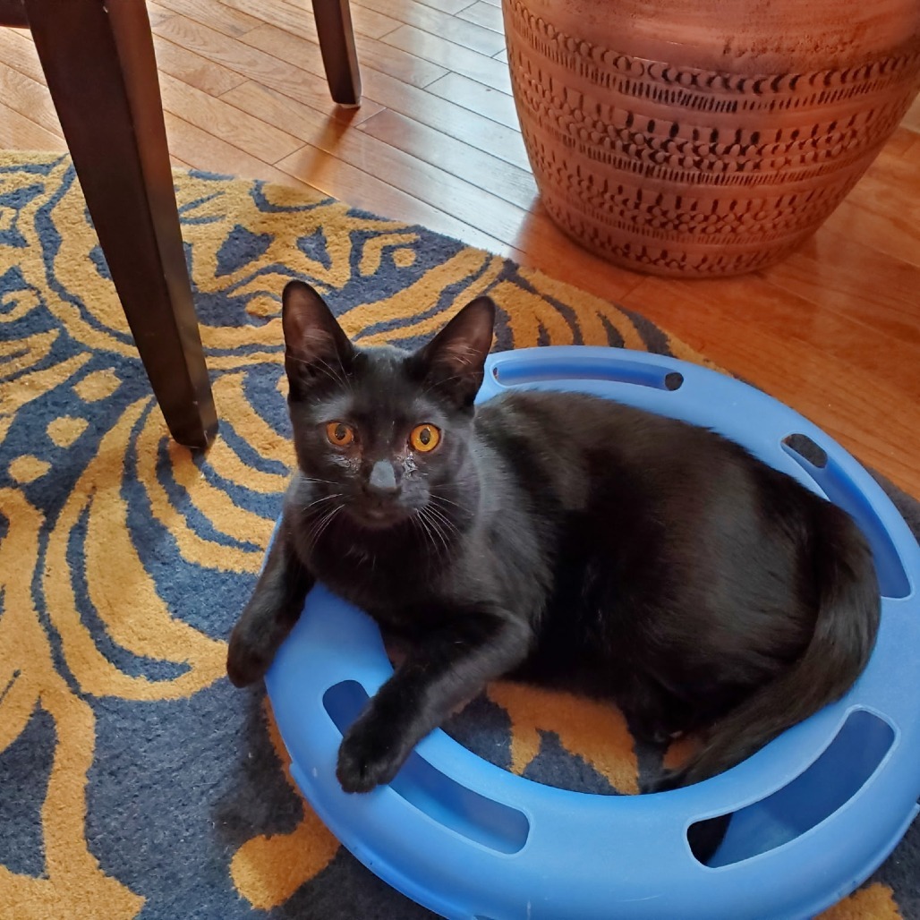 Illya, an adoptable Domestic Medium Hair in Meridian, ID, 83680 | Photo Image 1