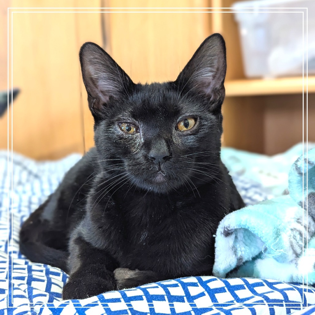 Illya, an adoptable Domestic Medium Hair in Meridian, ID, 83680 | Photo Image 2